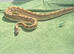 Adult female Enchi ball python