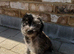 Beautiful Toy Jackapoo