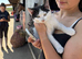 2 kittens ready now