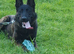 Dutch shepherd