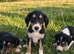 Saluki puppies