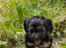 Cockapoo pups f2b 2 left