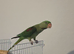 Alexandrine parrot Female with DNA sexed closed ring