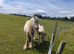 Cob mare with foal at foot
