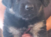 BEAUTIFUL LONG/SEMI LONG COATED GERMAN SHEPHERD PUPPIES