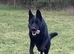 German Shepherd all black male