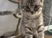 Beautiful Scottish Fold&Straight &ndash;Silver tabby&rsquo;s