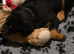 Rottweiler pup
