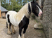 13&rsquo;2 - 15yo - mare