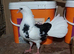 English garden fantail pigeons for sale