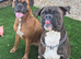 3 year old male boxer