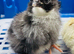 Baby Chicks, RIR, CLB, FCM,Light Suss.,  , Anglesey LL65 4..