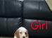 Cocker spaniel puppies