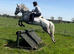 Much-Loved 15.2hh Connemara x ISH Gelding