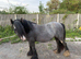 Mare & Foal for sale together