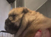 2 stunning male chow chow Puppys left