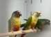 Green cheek conures