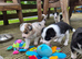 Beardie border x pups blue merle & tri colour male & female ready to leave 15th july