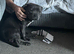 Kc registered blue female