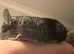 8 month old Chinchilla