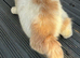 British shorthair kittens