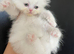 Persian kittens