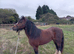 12.1 8yr mare