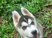 Siberian husky puppies