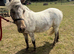 Registered Fellabella in foal