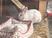 Lion head rabbit