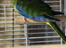 1 hen splendid parakeet