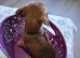 CHIHUAHUA/BORDER TERRIER MIX FEMALE