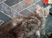 Pedigree kittens in Manchester