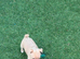 Last cream miniature boy