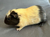 Two baby brother guinea pigs