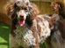 Miniature labradoodle