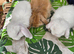 Gorgeous mini lops
