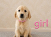 Beautiful Golden retriever puppies from health tested parents
