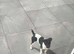 Miniature Jack Russell girl 8 months old