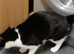 Twin cats one boy unnutered female nurtured