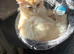 ZsaZsa needs a home