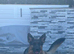 Beautiful KC registered German Shepherd puppies