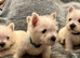 Full westies ready November