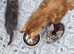 Pedigree tica mainecoon kitties
