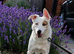 Stryda - 5.5 years, special home needed