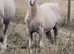Palomino section C colt