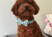 Asian toy poodle puppy boy