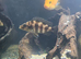 Five mbuna