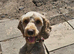 Bailey