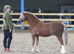 2 year old section a colt